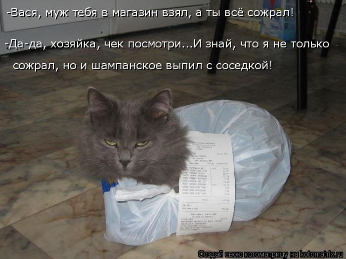 Лучшие котоматрицы недели