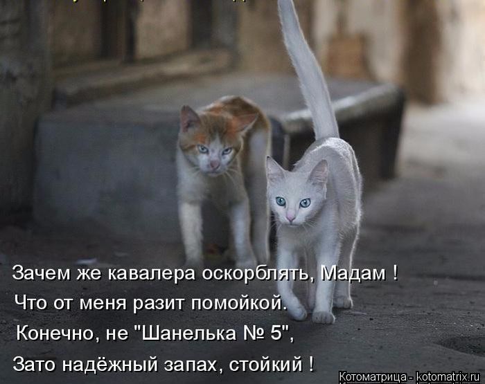 Лучшие котоматрицы недели