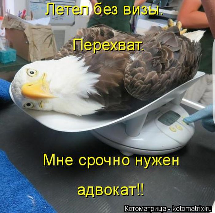 Лучшие котоматрицы недели