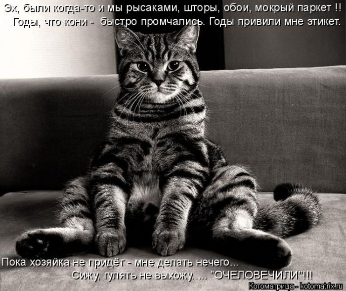 Лучшие котоматрицы недели