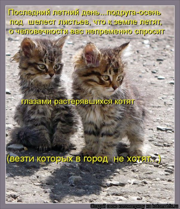 Лучшие котоматрицы недели