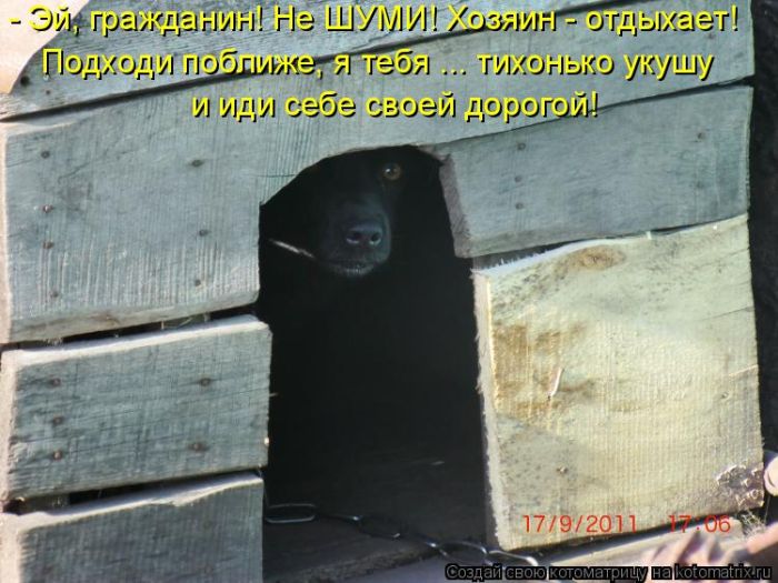 Лучшие котоматрицы недели