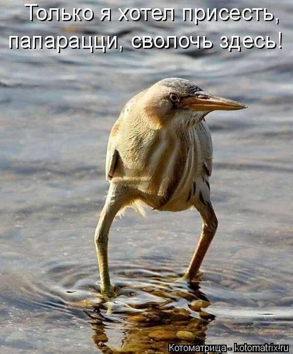Лучшие котоматрицы недели