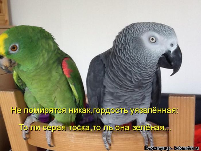 Лучшие котоматрицы недели