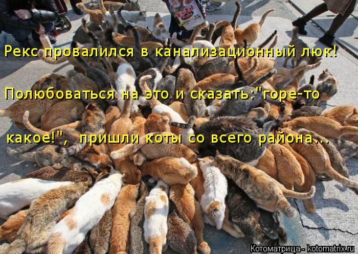 Лучшие котоматрицы недели