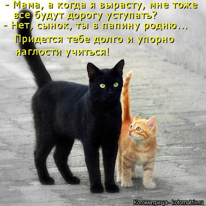 Лучшие котоматрицы недели