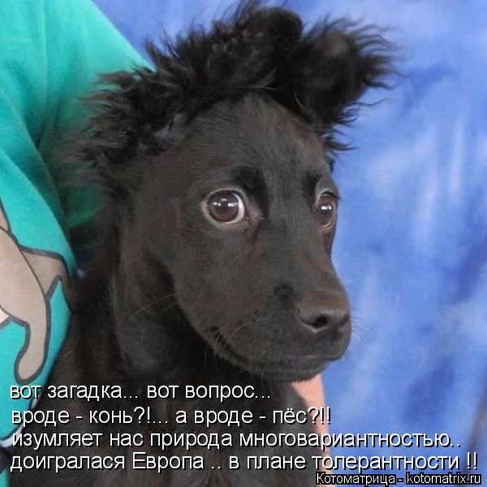 Лучшие котоматрицы недели