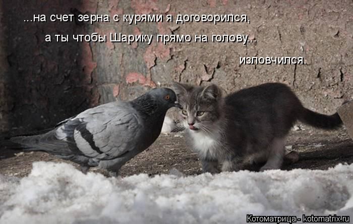 Лучшие котоматрицы недели