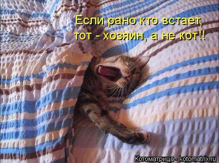 Лучшие котоматрицы недели