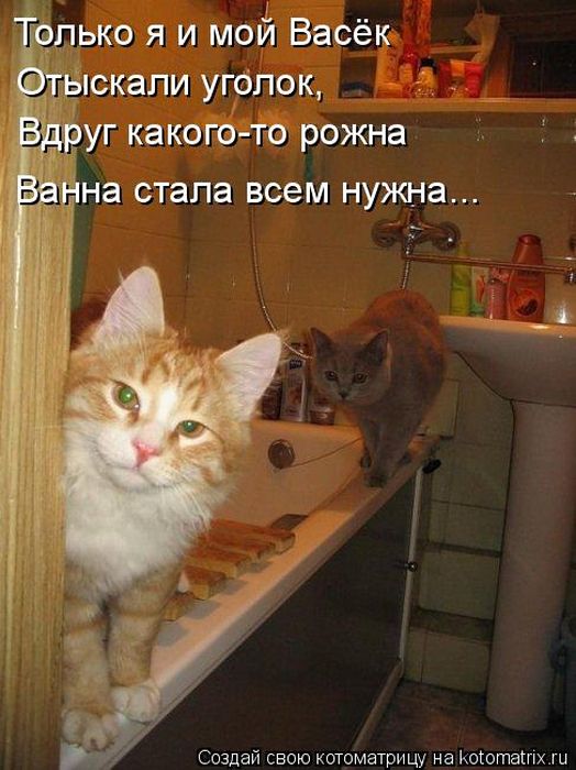 Лучшие котоматрицы недели