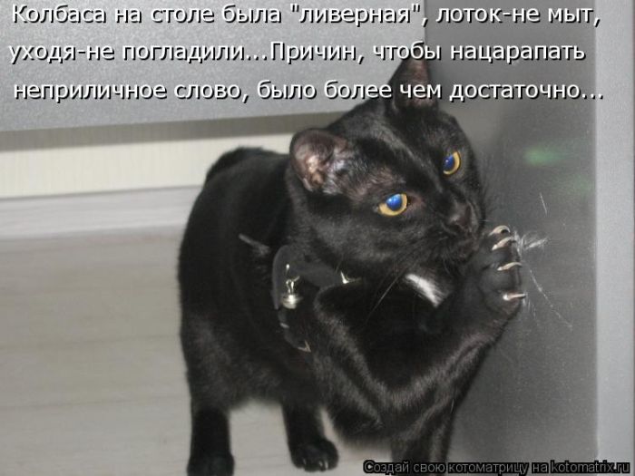 Лучшие котоматрицы недели