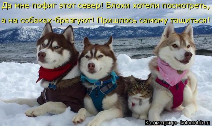 Лучшие котоматрицы недели