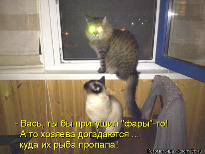 Лучшие котоматрицы недели