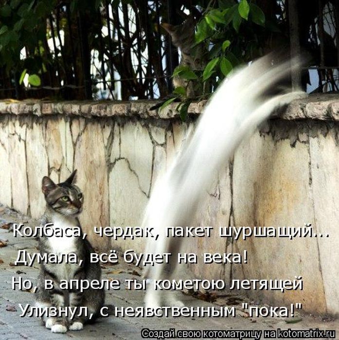 Лучшие котоматрицы недели