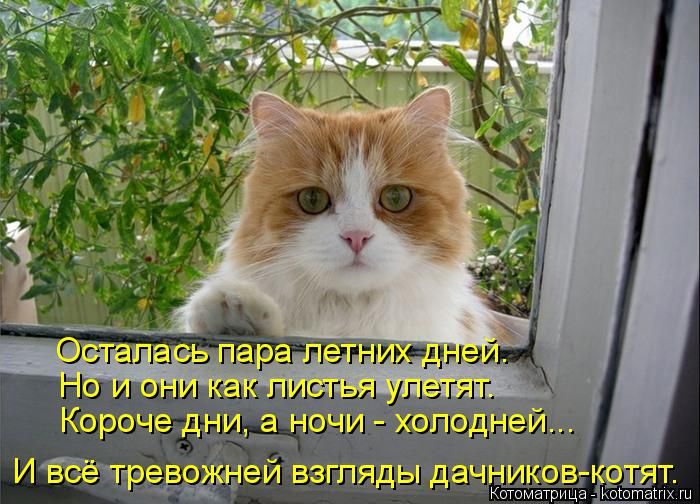 Лучшие котоматрицы недели