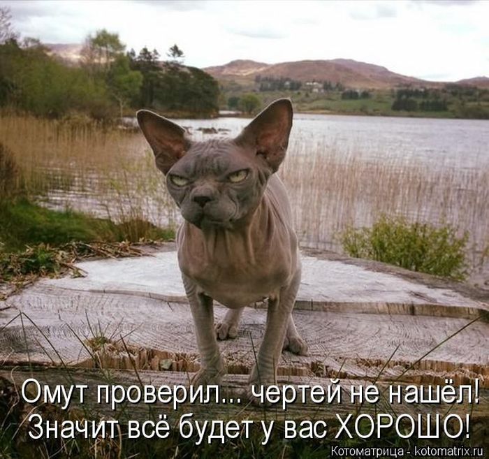 Лучшие котоматрицы недели
