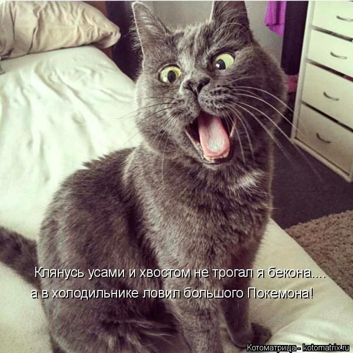 Лучшие котоматрицы недели