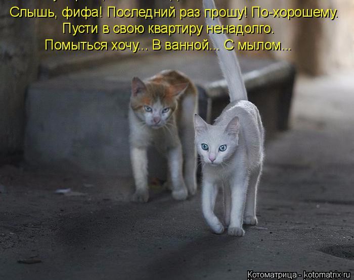 Лучшие котоматрицы недели
