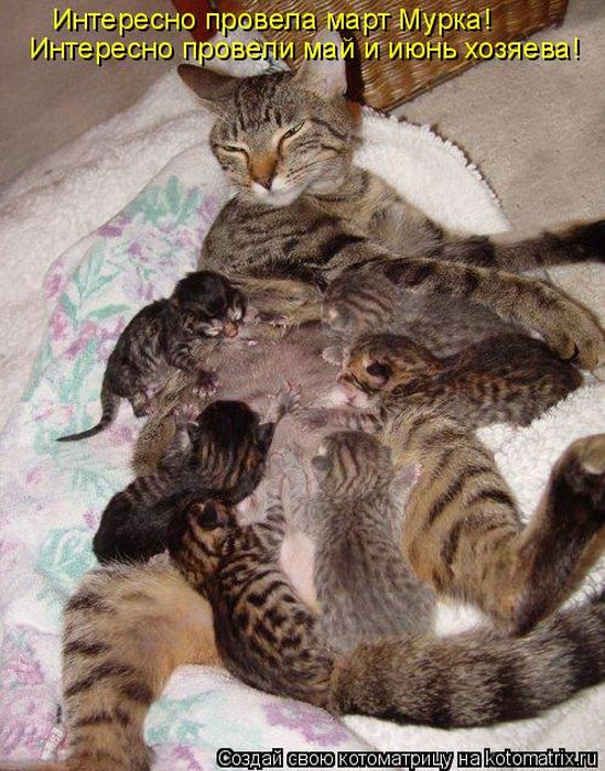 Лучшие котоматрицы недели