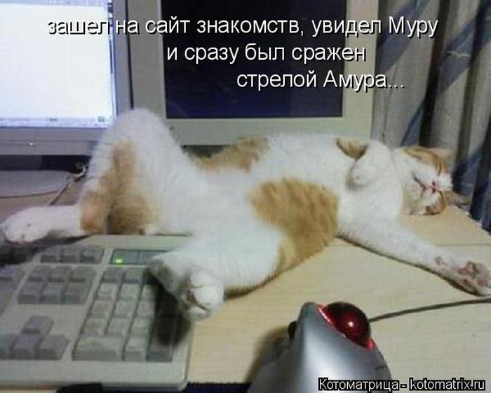 Лучшие котоматрицы недели
