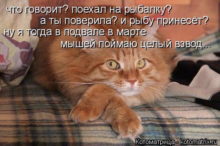 Лучшие котоматрицы недели