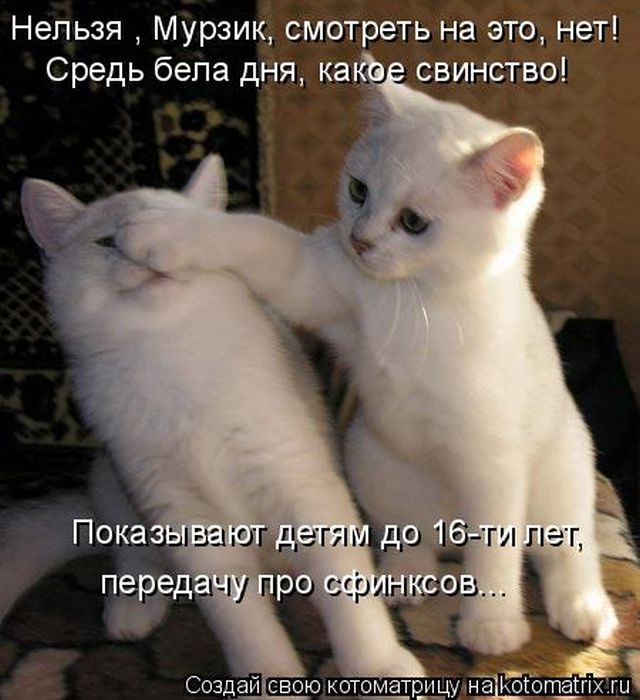 Лучшие котоматрицы недели