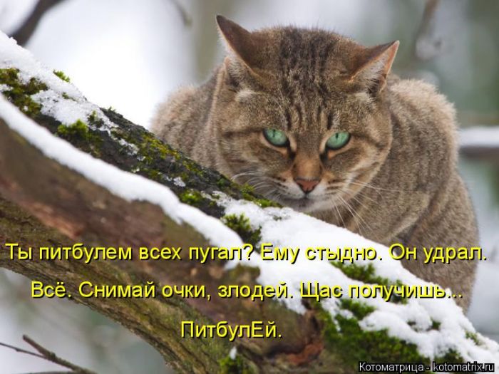 Лучшие котоматрицы недели