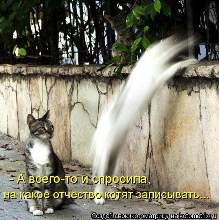 Лучшие котоматрицы недели