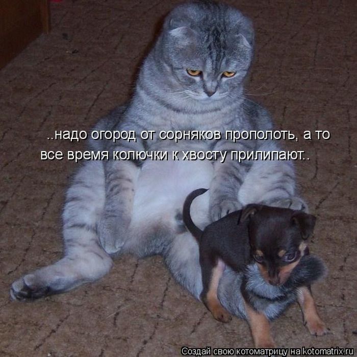 Лучшие котоматрицы недели