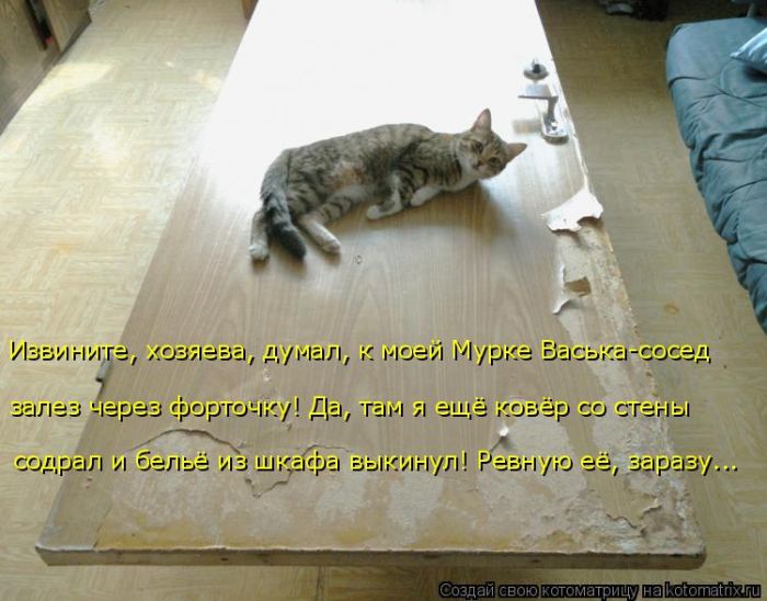 Лучшие котоматрицы недели