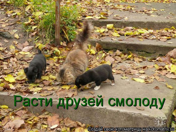 Лучшие котоматрицы недели