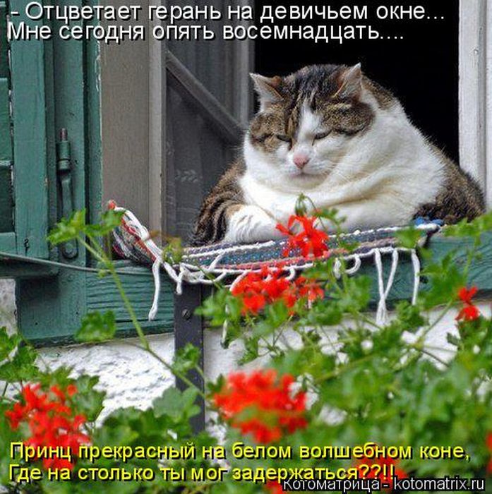 Лучшие котоматрицы недели