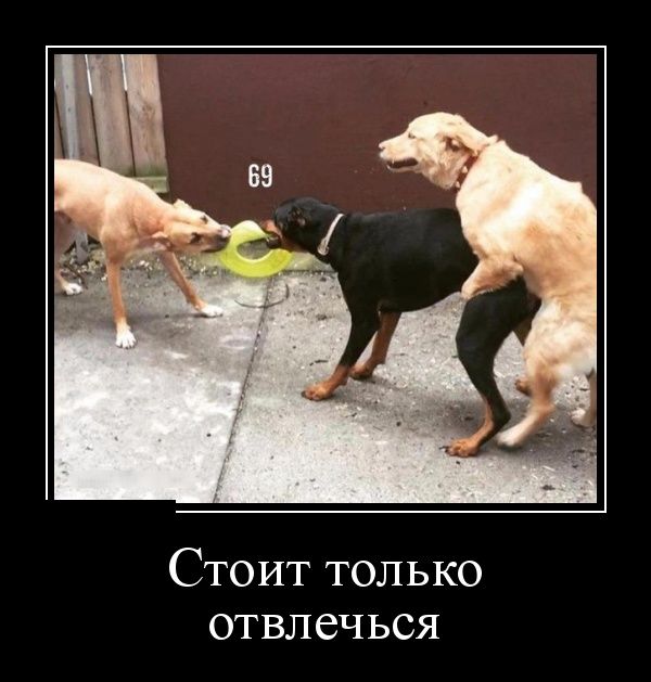 Демотиваторы
