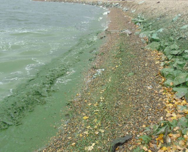 Черноисточинское водохранилище под Нижним Тагилом стало зеленым