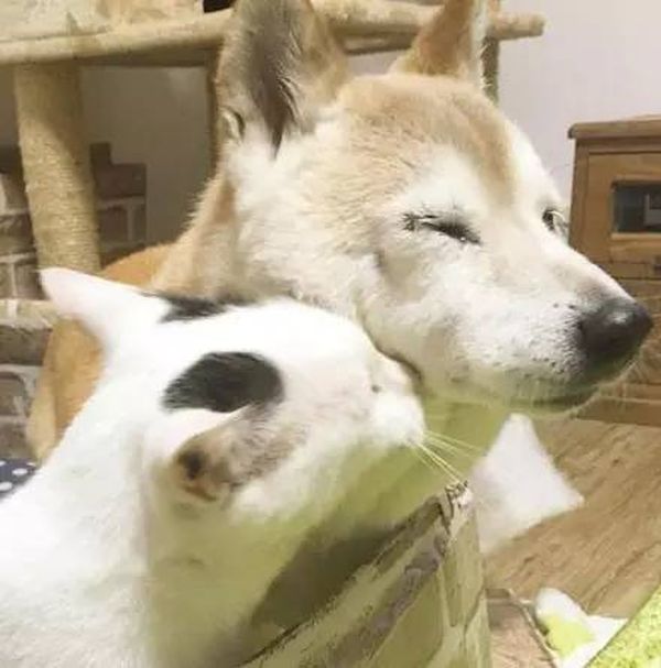 Старый пес и кот стали лучшими друзьями Старый пес и кот стали лучшими друзьями