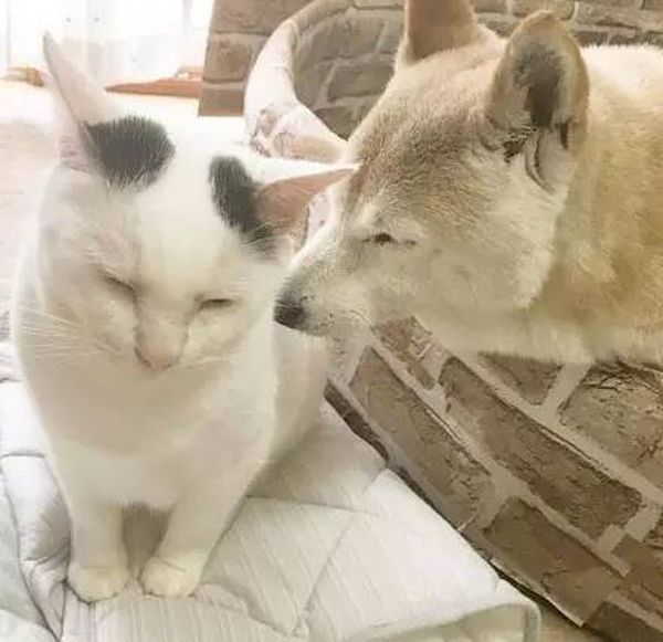 Старый пес и кот стали лучшими друзьями Старый пес и кот стали лучшими друзьями