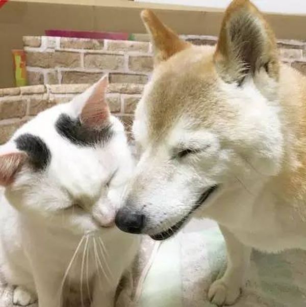 Старый пес и кот стали лучшими друзьями Старый пес и кот стали лучшими друзьями