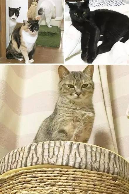 Старый пес и кот стали лучшими друзьями Старый пес и кот стали лучшими друзьями