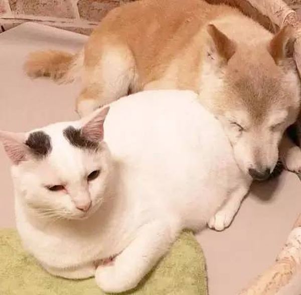 Старый пес и кот стали лучшими друзьями Старый пес и кот стали лучшими друзьями
