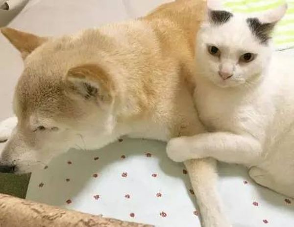 Старый пес и кот стали лучшими друзьями Старый пес и кот стали лучшими друзьями
