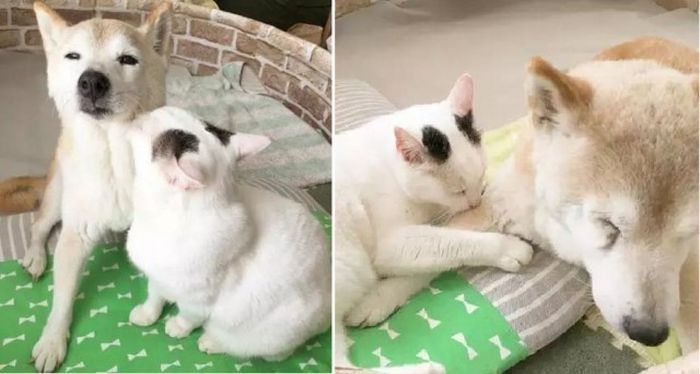 Старый пес и кот стали лучшими друзьями Старый пес и кот стали лучшими друзьями