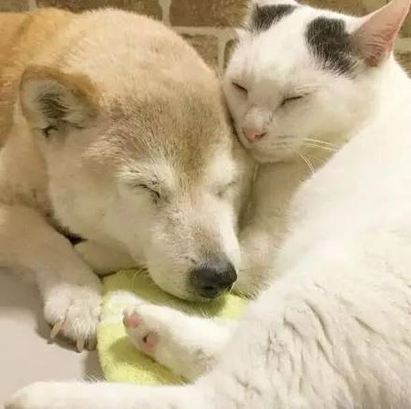 Старый пес и кот стали лучшими друзьями Старый пес и кот стали лучшими друзьями