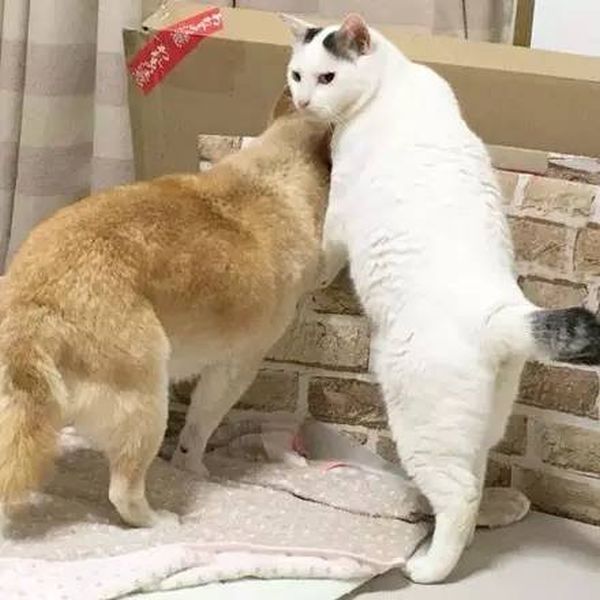 Старый пес и кот стали лучшими друзьями Старый пес и кот стали лучшими друзьями