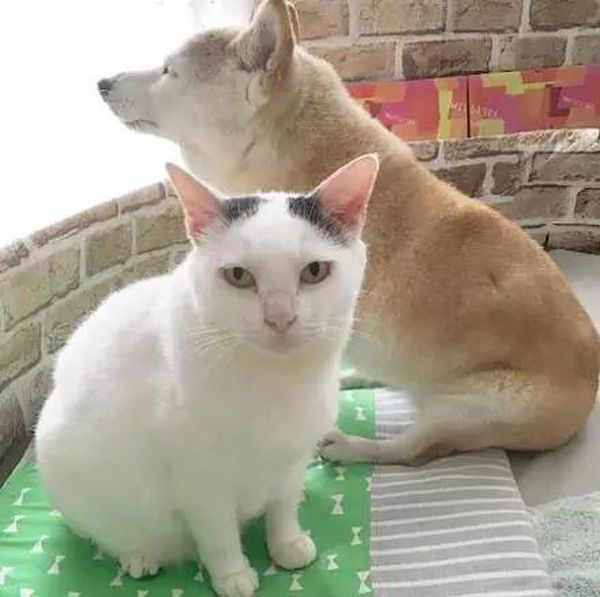 Старый пес и кот стали лучшими друзьями Старый пес и кот стали лучшими друзьями