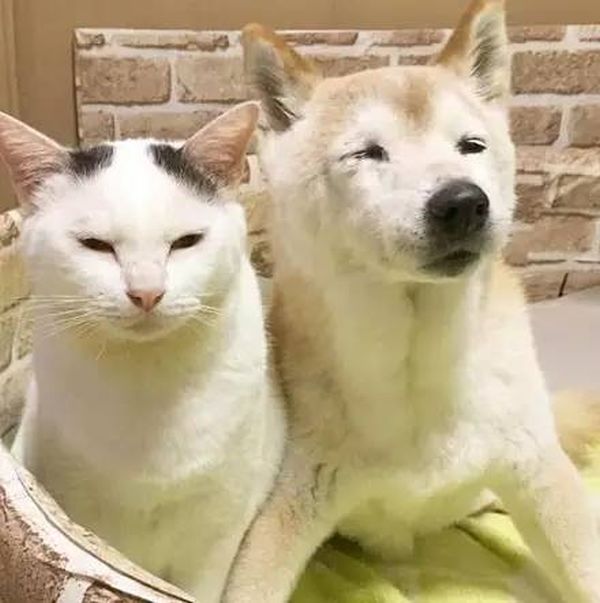 Старый пес и кот стали лучшими друзьями Старый пес и кот стали лучшими друзьями