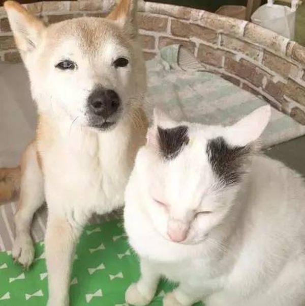 Старый пес и кот стали лучшими друзьями Старый пес и кот стали лучшими друзьями