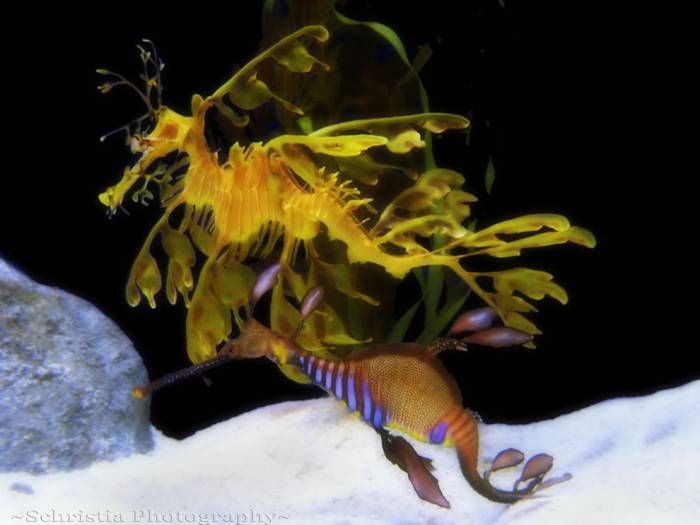 Морские коньки и Морские драконы в фотографиях
