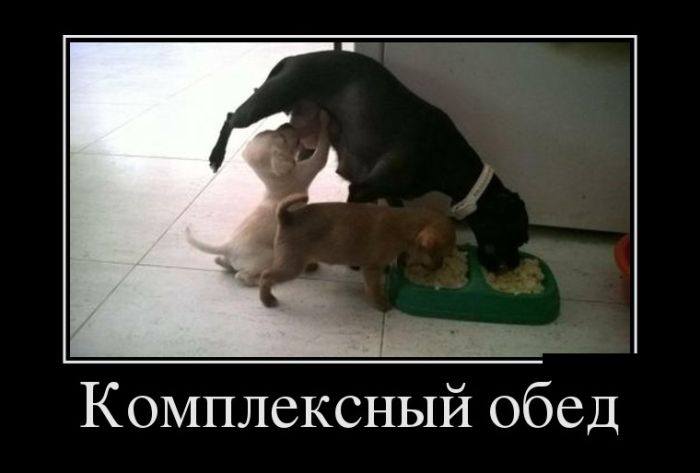 Демотиваторы