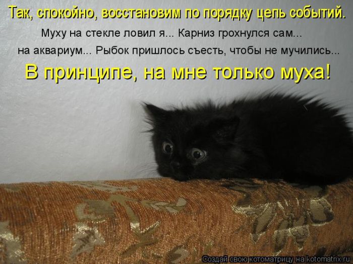 Лучшие котоматрицы недели