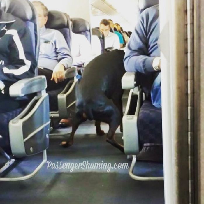 Странные пассажиры самолетов